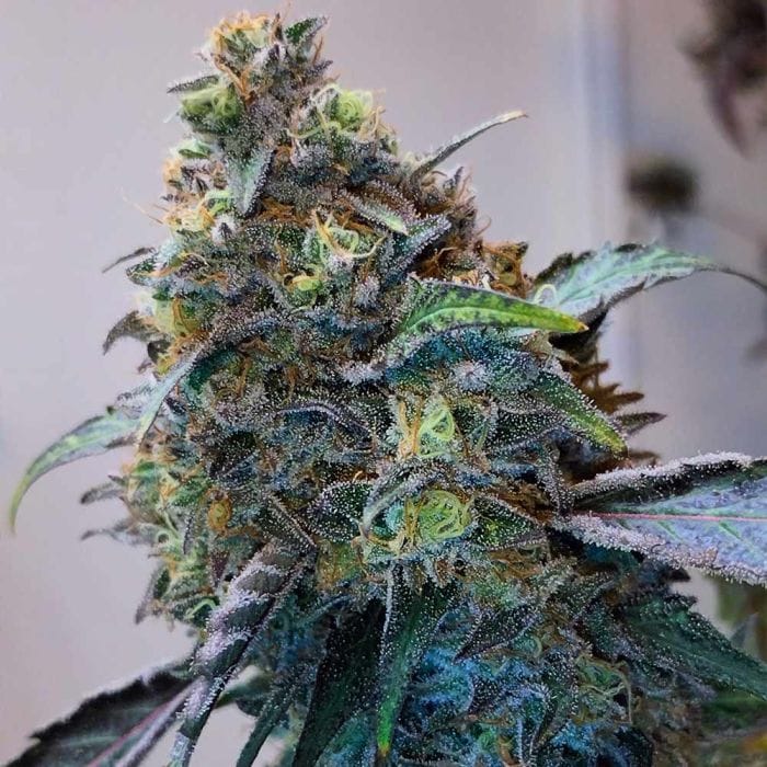 Zilk Road Feminizada - Grounded Genetics