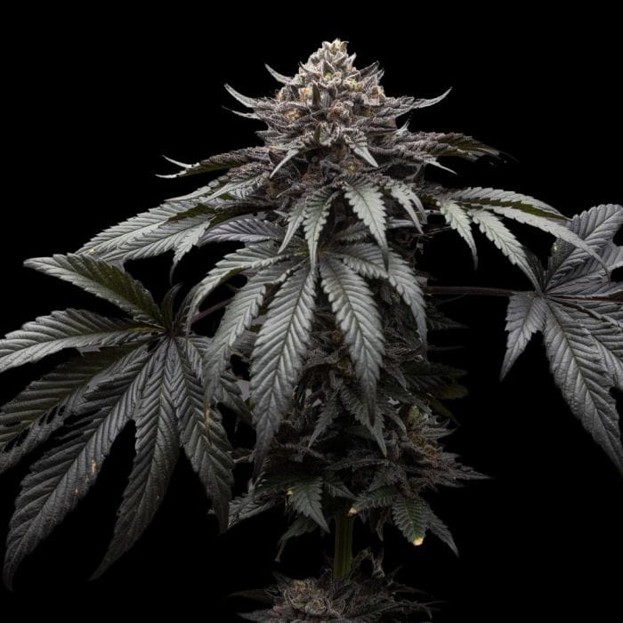 Direwolf - Ziplock Seeds