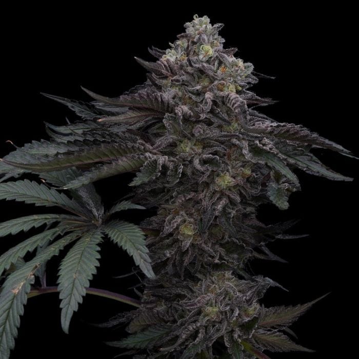 Lazer Wolf BX - Ziplock Seeds