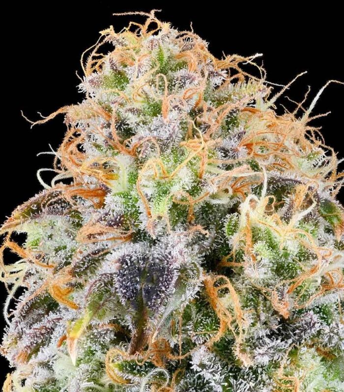 Zkunk - Grounded Genetics