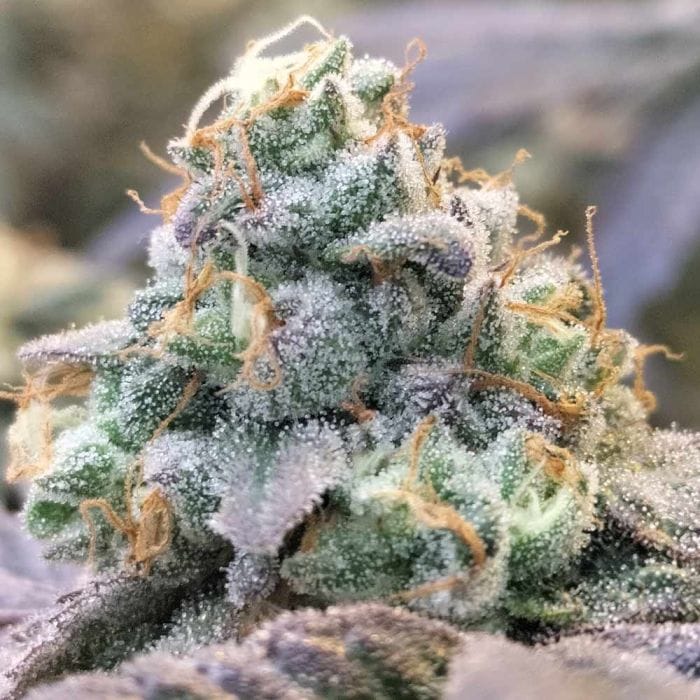 Zlurpi Feminizada - Grounded Genetics