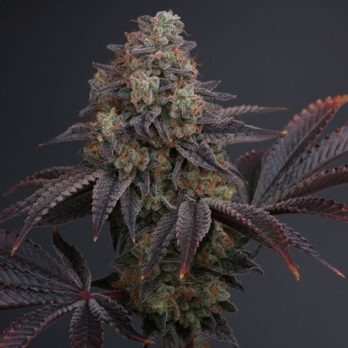 Zowahh V2.0 - KARMA GENETICS
